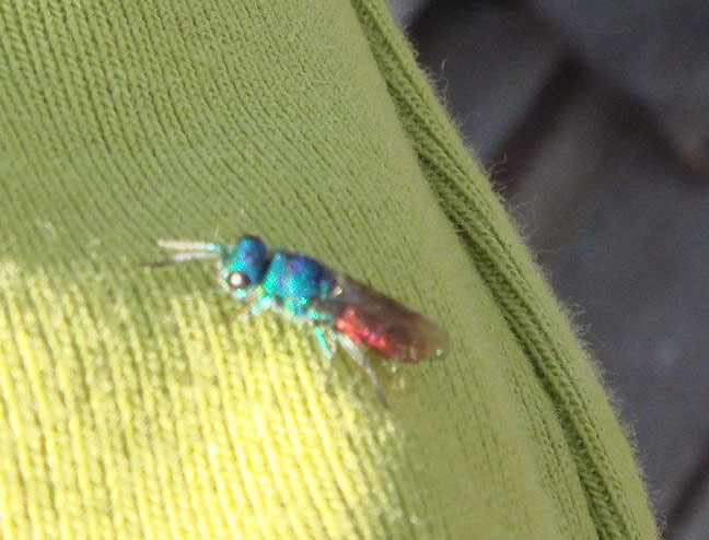 玉虫色でとてもきれいでした 昆虫ブログ むし探検広場