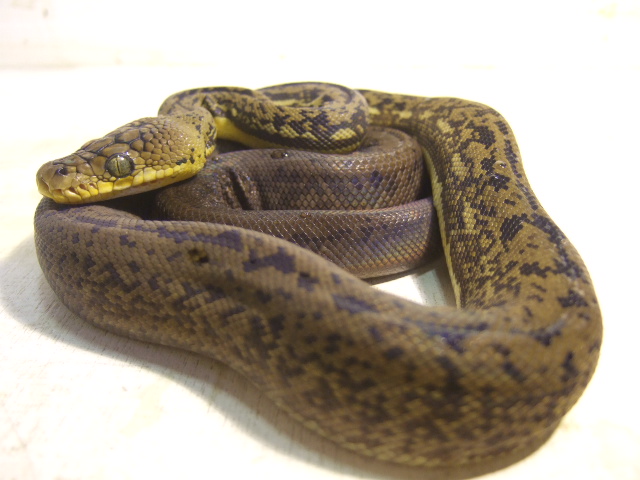 チモールパイソン ワイルド個体ヤング 59800 Sold Out 爬虫類 販売 専門店 飼育相談 関西レプタイルプロ チモールパイソン ワイルド個体ヤング 59800 Sold Out 爬虫類 販売 専門店 飼育相談 関西レプタイルプロ