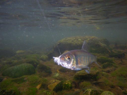 e0123808_314040.jpg