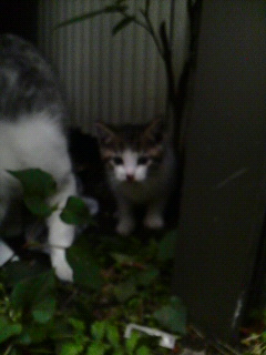 知らぬ間に_f0178313_2139273.jpg