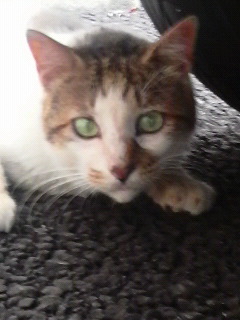 知らぬ間に_f0178313_21531929.jpg