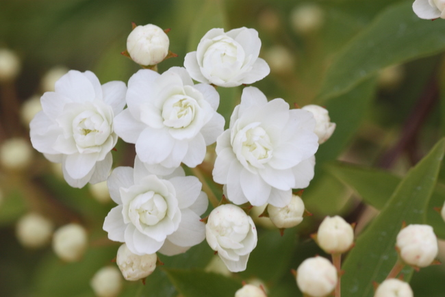 花フェスタで見つけた白い花 春 Pot Pourri 写真館