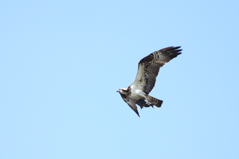 離島の渡り鳥-06/ミサゴ_f0178716_15501762.jpg