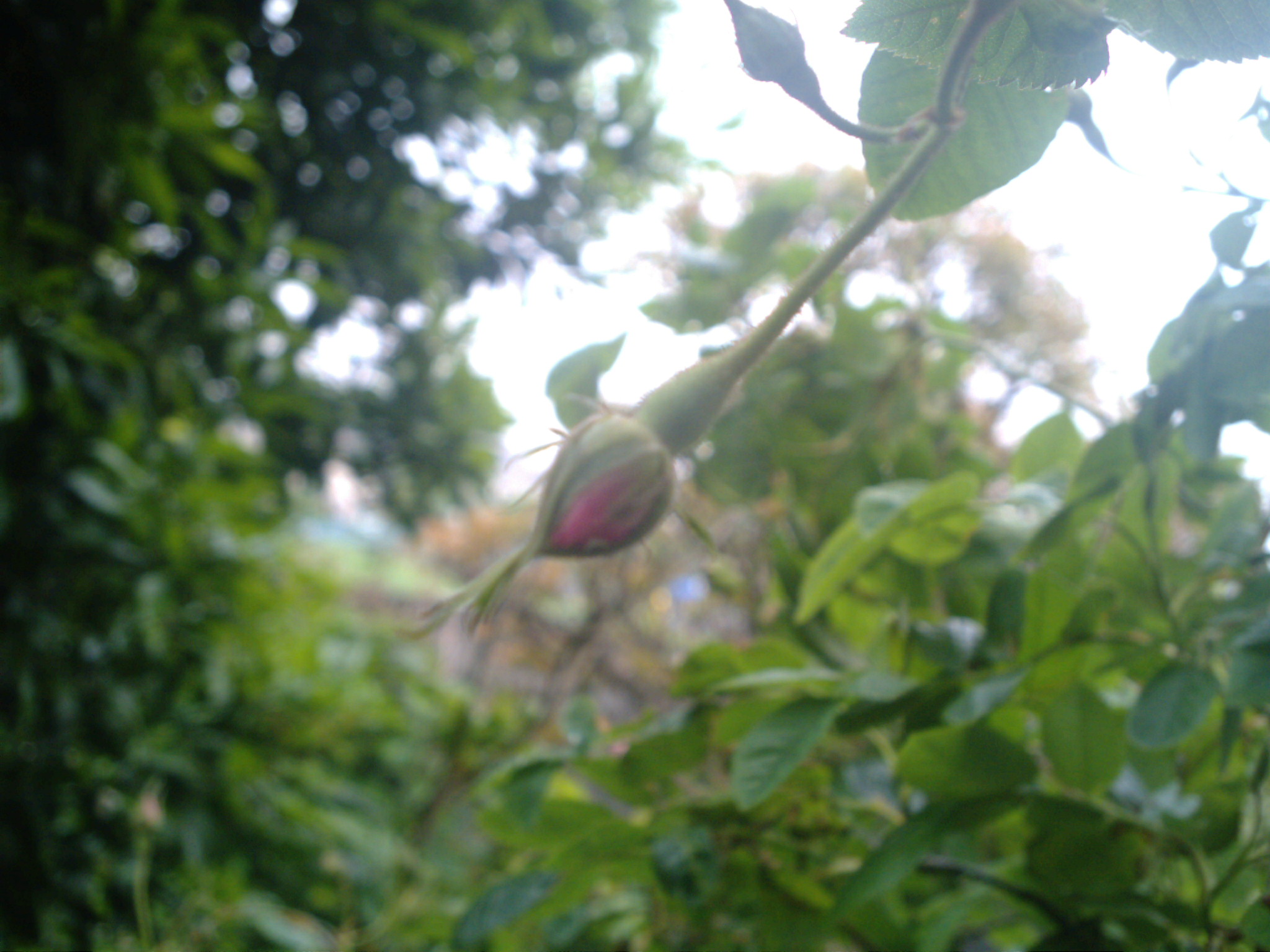 Ayura*Rose 3周年_d0085018_23511411.jpg