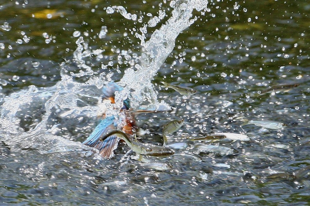 ５月１７日　（日）　雨時々曇り、強風_e0146518_16415699.jpg