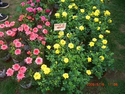 d0065324_043030.jpg