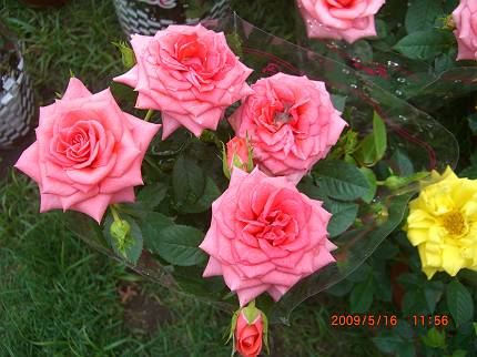 d0065324_045871.jpg