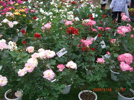 d0065324_054489.jpg