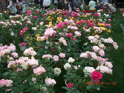 d0065324_061711.jpg