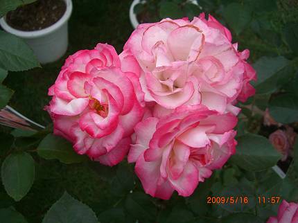 d0065324_06185.jpg