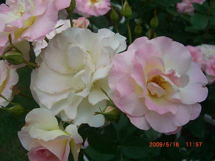 d0065324_064692.jpg