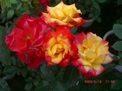 d0065324_083550.jpg
