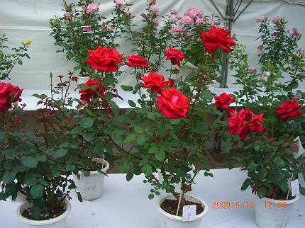 d0065324_092936.jpg