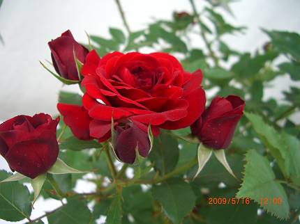 d0065324_094440.jpg