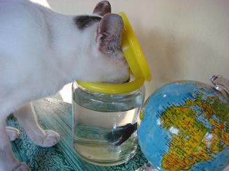 猫_a0120328_15485174.jpg