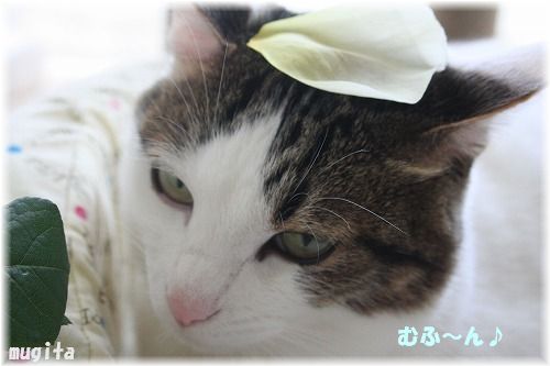 猫と薔薇_f0063729_16591524.jpg