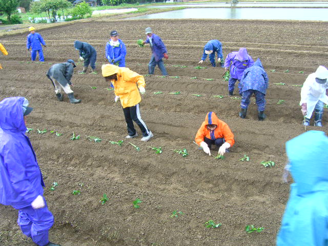 芋苗と田植え・・・_a0119132_1843136.jpg