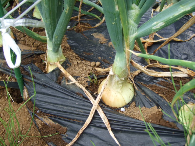 マメの後に何が？....保存野菜が！_b0137932_7324441.jpg