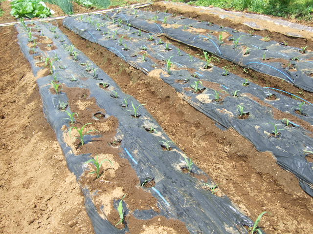 マメの後に何が？....保存野菜が！_b0137932_7332145.jpg