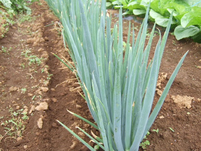 マメの後に何が?....保存野菜が!_b0137932_733493.jpg