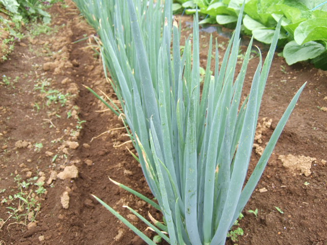 マメの後に何が？....保存野菜が！_b0137932_733493.jpg