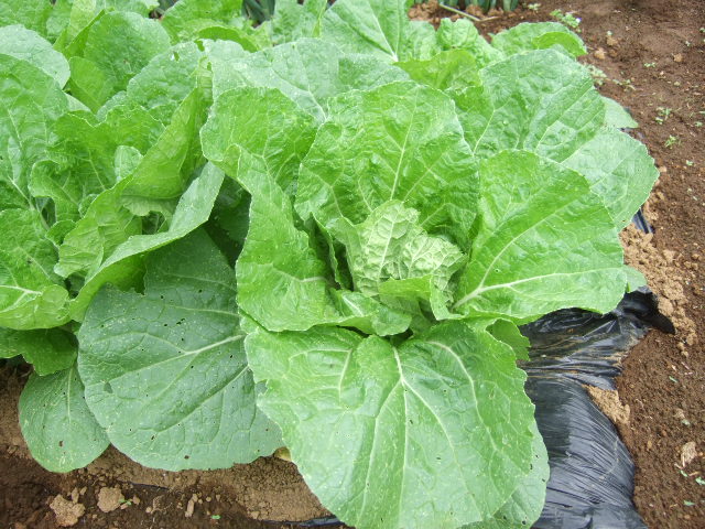 マメの後に何が?....保存野菜が!_b0137932_7551855.jpg