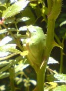 c0073332_21523913.jpg