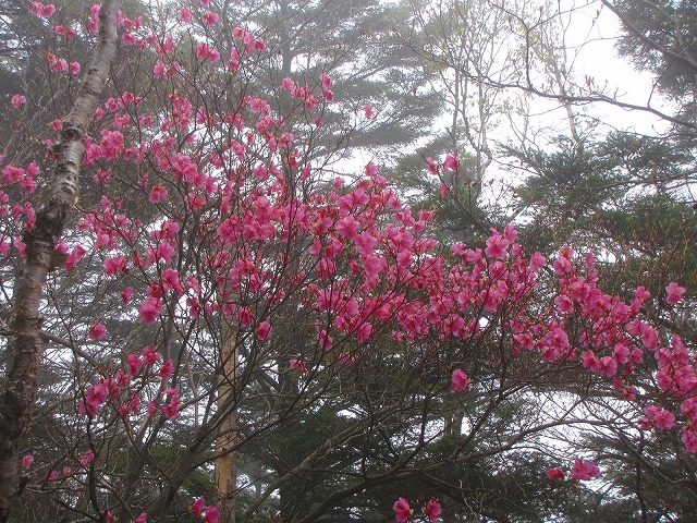 ５月１６日（土）　袈裟丸山の花達♪_b0097836_17345770.jpg