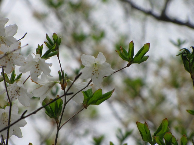 ５月１６日（土）　袈裟丸山の花達♪_b0097836_17441297.jpg