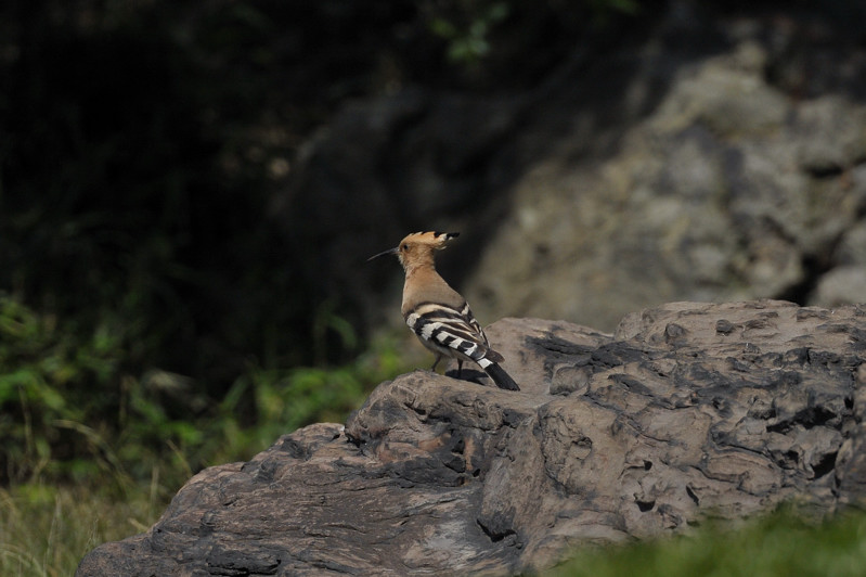 珍鳥との出会い～ヤツガシラ_b0148352_10574226.jpg