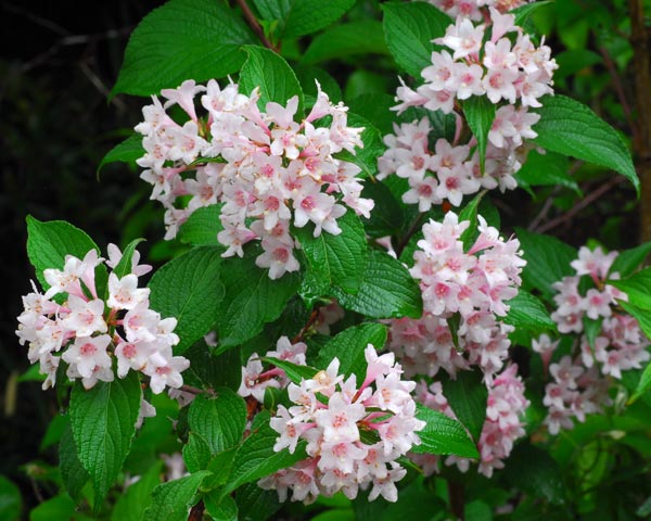 滋賀県　雨降る伊香立 棚田散策_e0035757_16205827.jpg