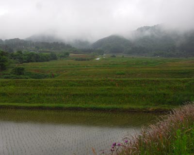 滋賀県　雨降る伊香立 棚田散策_e0035757_16212159.jpg