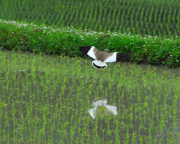 滋賀県　雨降る伊香立 棚田散策_e0035757_16214852.jpg