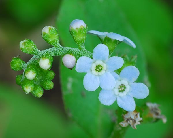 滋賀県　雨降る伊香立 棚田散策_e0035757_1673726.jpg