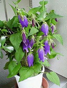 f0157057_11309.jpg