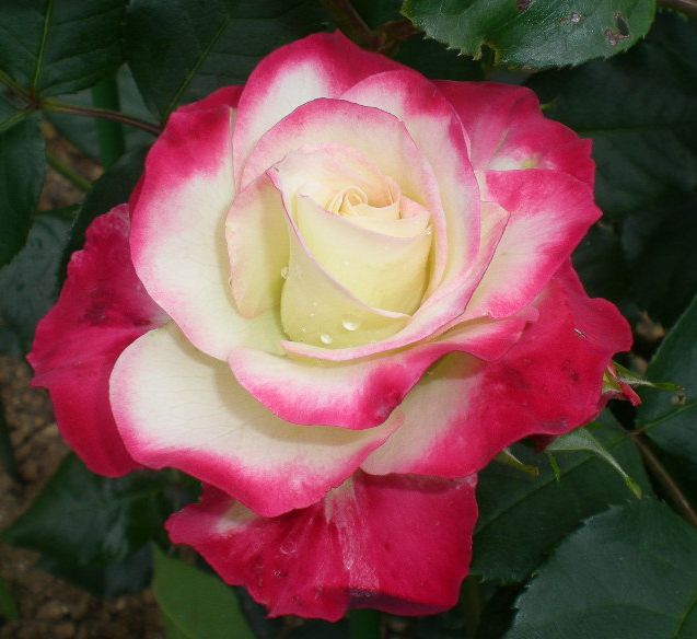 5月17日(日)薔薇のゴージャスディナー!!_f0060461_21435415.jpg