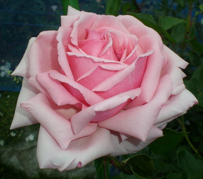 5月17日(日)薔薇のゴージャスディナー!!_f0060461_2145364.jpg