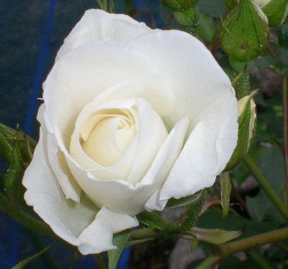 5月17日(日)薔薇のゴージャスディナー!!_f0060461_2243611.jpg
