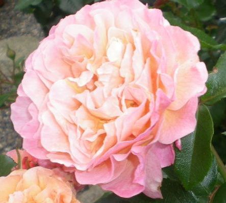 5月17日(日)薔薇のゴージャスディナー!!_f0060461_2251458.jpg