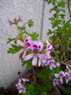 e0046477_21301929.jpg