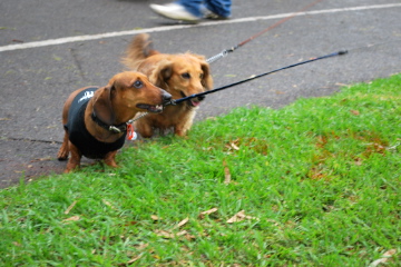 Million Paws Walk_c0133478_19121091.jpg