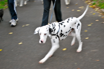 Million Paws Walk_c0133478_1974663.jpg