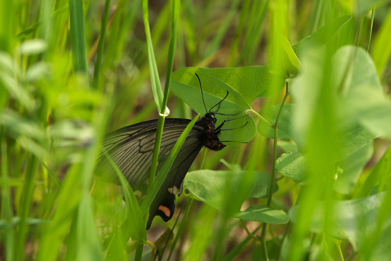 小畦川日記（2009/5/9）_f0031682_0201011.jpg