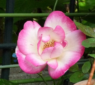 c0108693_13284598.jpg