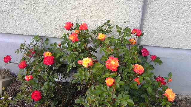 b0120396_1545057.jpg