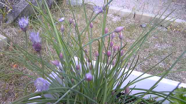 b0120396_1574081.jpg