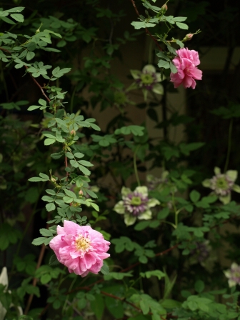 b0026408_23132826.jpg