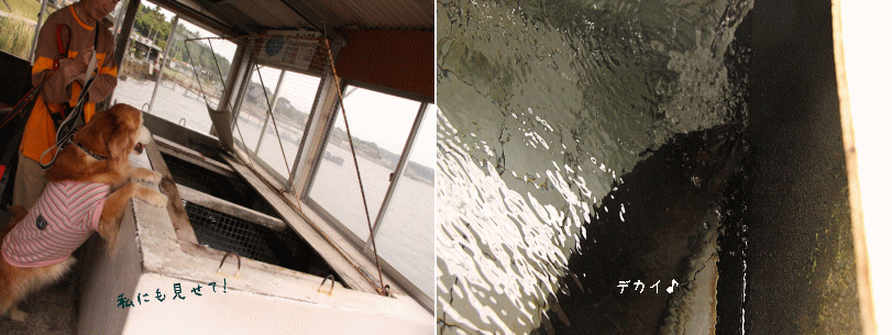 c0017311_1111251.gif