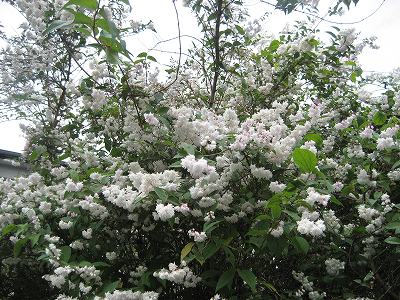 f0139520_721266.jpg