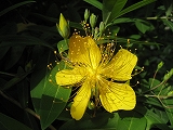 f0139520_7215529.jpg